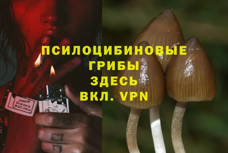 Псилоцибиновые грибы Magic Shrooms  Кедровый 